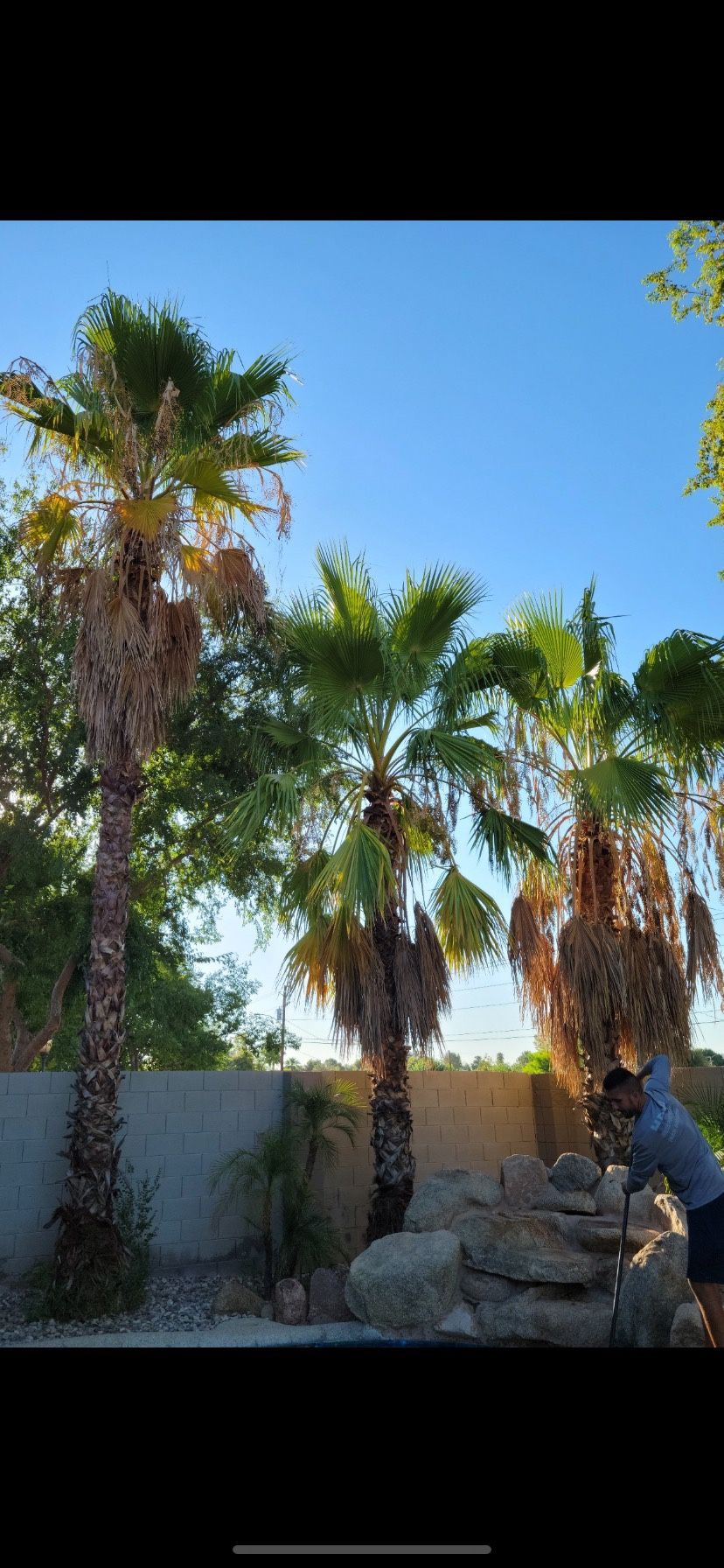 Palm Trees 🌴and Trees 🌳