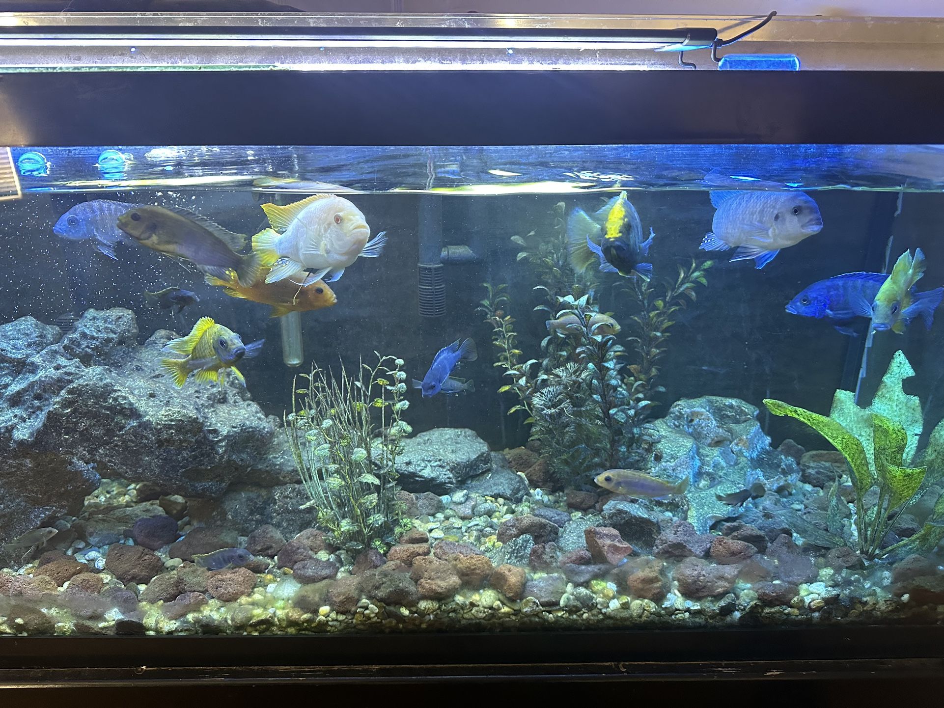 75 Gallon Fish Tank With Decor And Stand