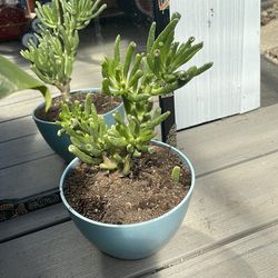 Houseplant jade variety