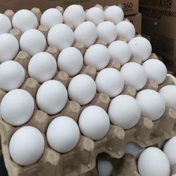 Dozen Of Eggs/ Cajilla De Huevos Dozena