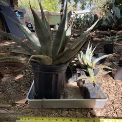 Agave 