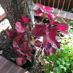 Read Leaves Elegant Plant