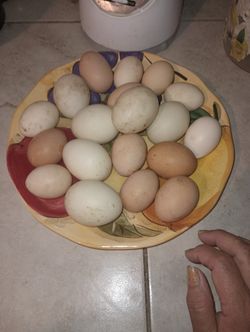 Huevo De Pato Y Gallina