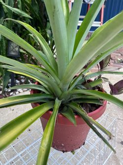 Pineapple 🍍