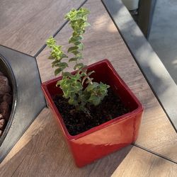 Succulent Plant 🪴 