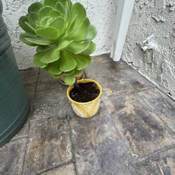 Aeonium Succulent 