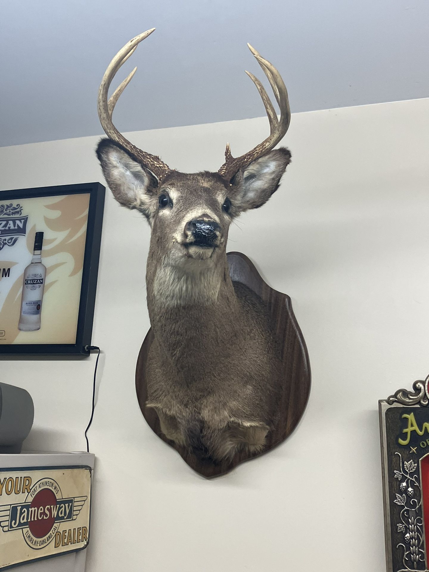 Whitetail Deer 8 Point Buck Taxidermy Mount