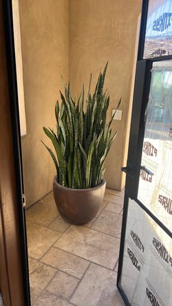 Large Snake Plant in Round Planter