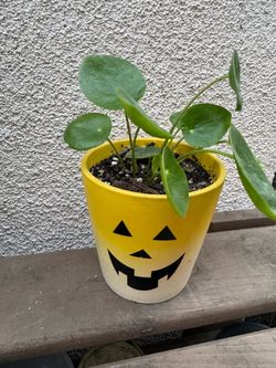 Chinese Money Plant