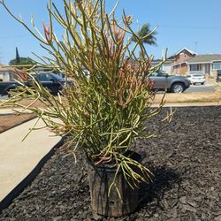 Fire Sticks Succulents 