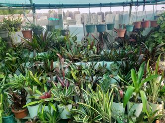 Diff,kinds of bromeliad, /starting  from 5 and up