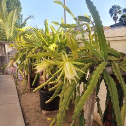 $130   DRAGON FRUIT PLANTS