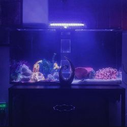 55 Gallon Fish Tank Its Not A Glass Tank