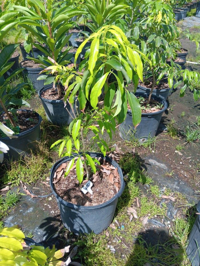 Grafted Lychee Tree On Sale $50