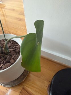 Monstera Deliciosa rooted