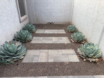 Artichoke Agave