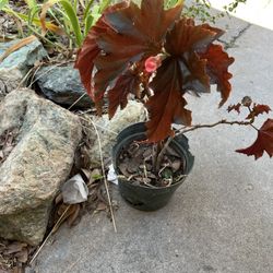 begonia plant