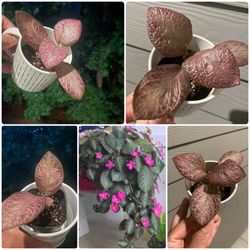 Episcia Cupreata | Flame Violet | Classic, Vintage Flowering House Plants | Not in Bloom 