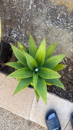 5 gallon Foxtail Agave