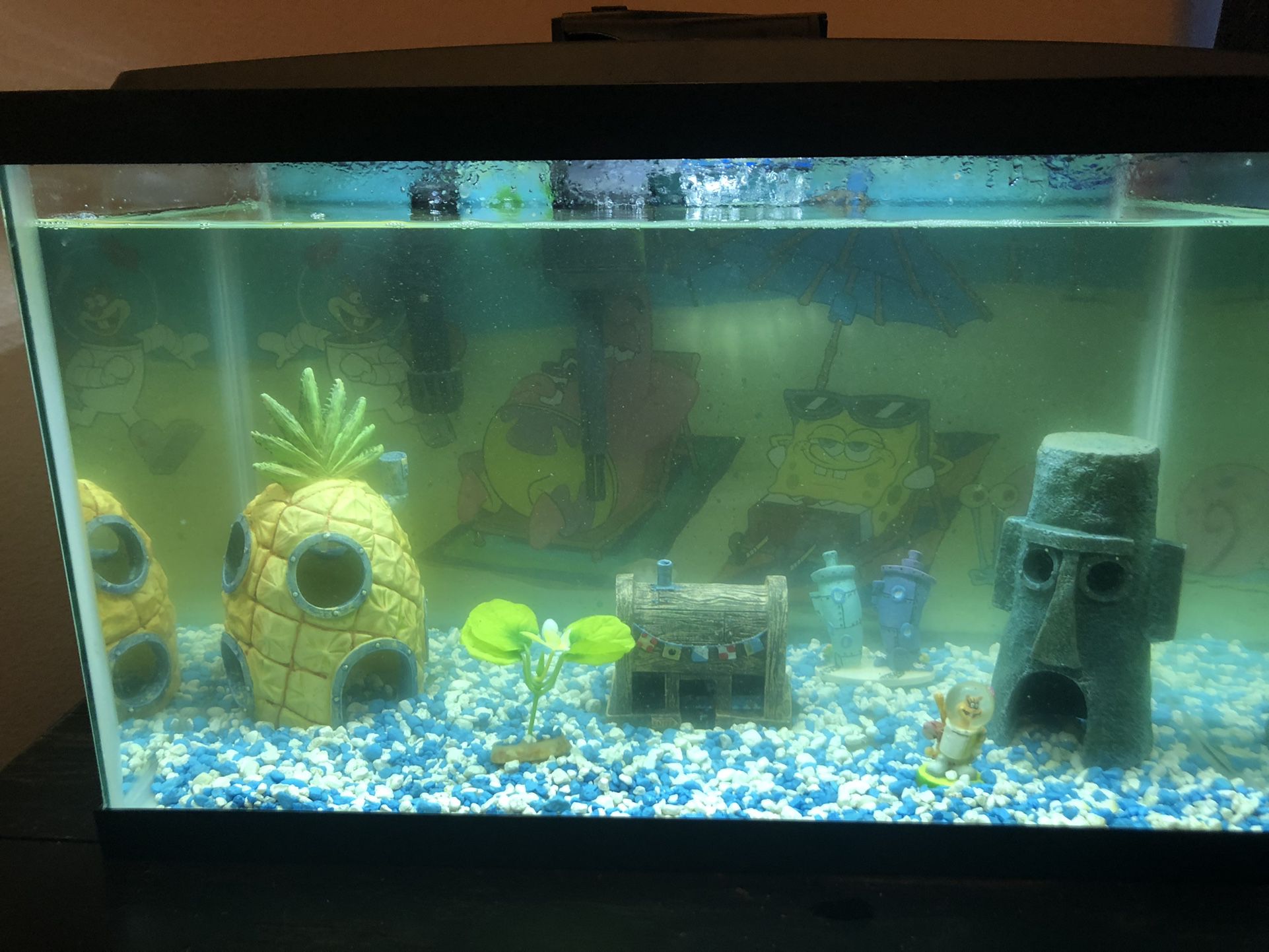 5 Gallon Fish Tank With All The Extras