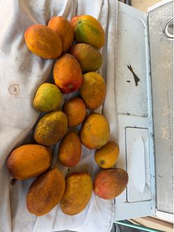 Homegrown mangoes