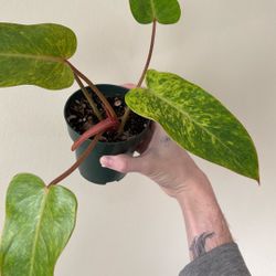 Philodendron Painted Lady