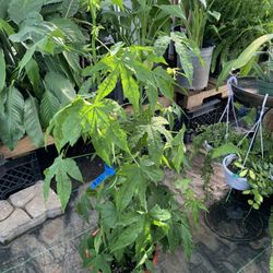 Chinese lantern plant 