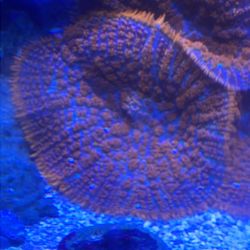 Fake Superman Mushroom Coral