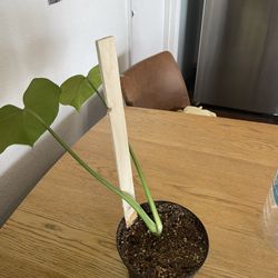 House Plant 