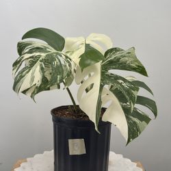 Monstera Albo Borsigiana 