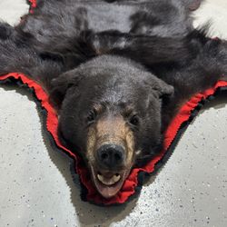 Super High Quality Black Bear Skin Rug/Mount