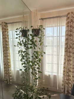 Golden Pothos Plant w/ Macrame Hanger
