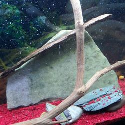 Aquarium Decorations 