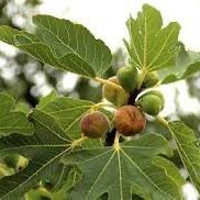 Fig Trees with Fruit on Them 5’ tall!