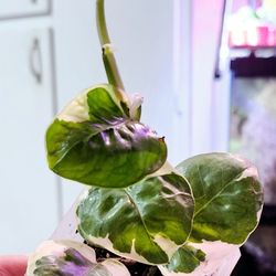 N'joy Pothos Plant #2