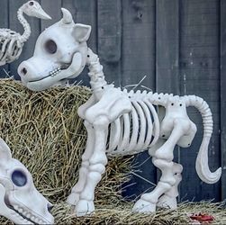 Cow Skeleton Halloween Decorative Prop - Tractor Supply BRAND NEW