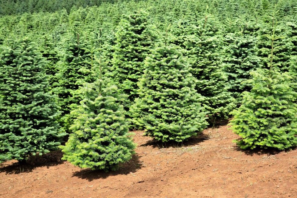 Real Christmas Trees W/ FREE STAND In Hacienda Heights 