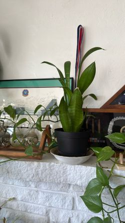 Snake Plant 