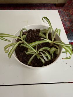 Spider plant - house plant small