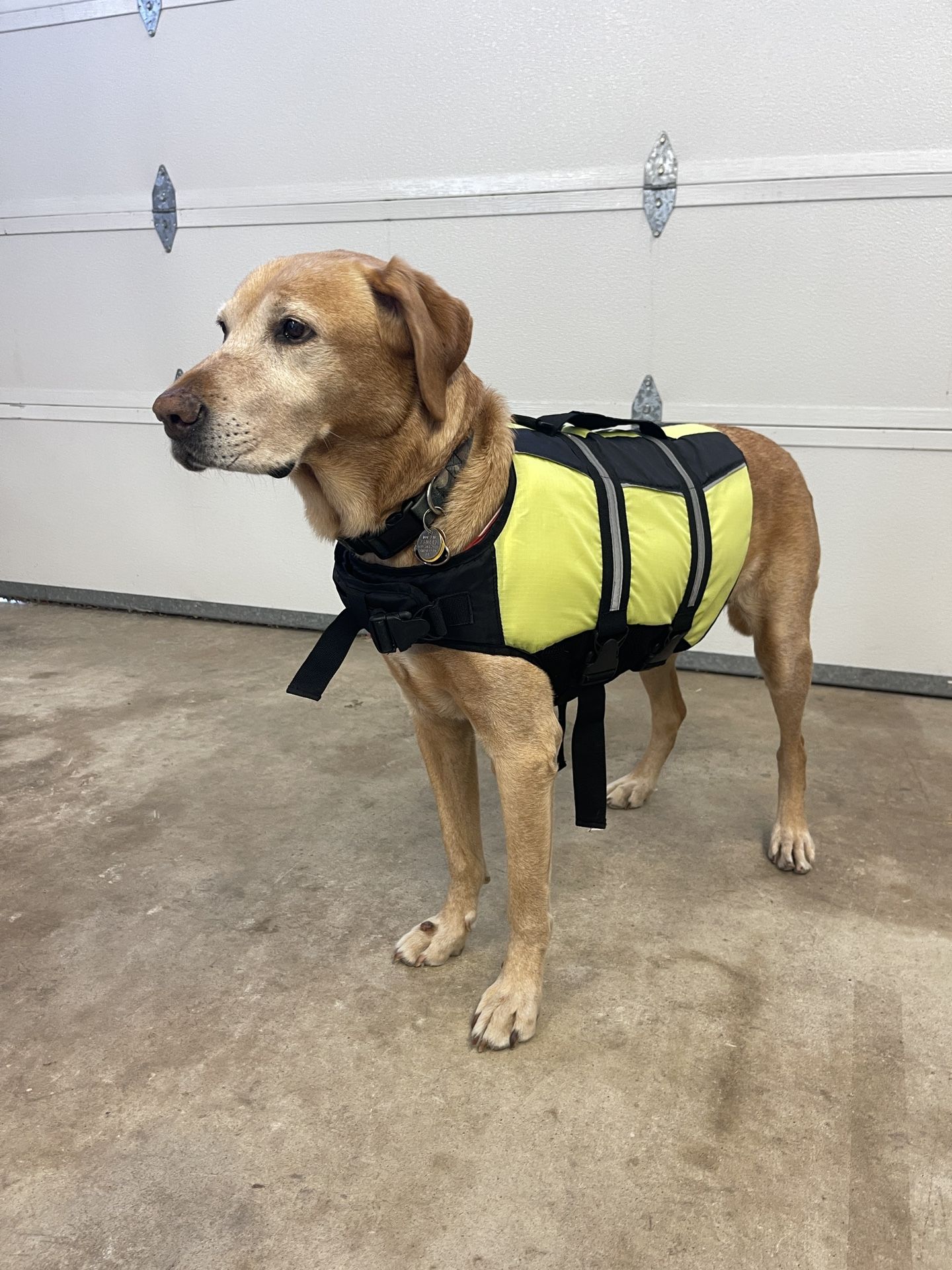 Dog Life Jacket