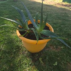 Aloe vera plant