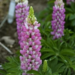 Lupine Potted Plant 6$ Mystery Color