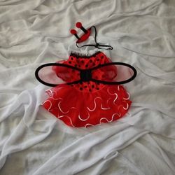 Pet Ladybug Costume 