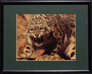 Snow Leopard framed vintage animalist photography photo art