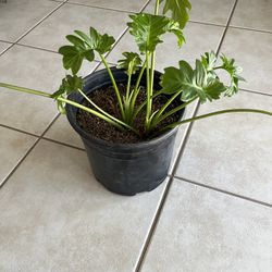 Philodendron House Plant