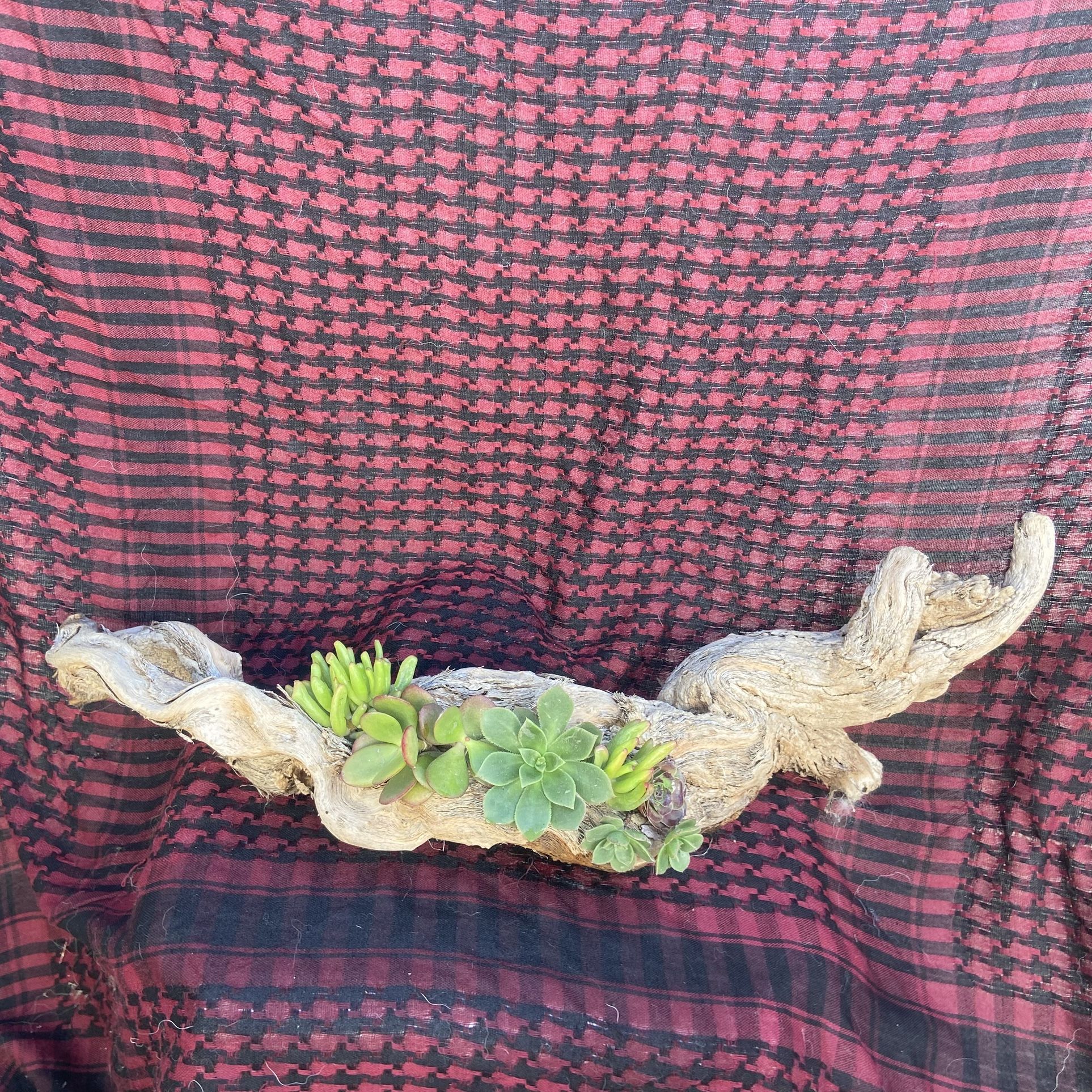 Driftwood Succulent Art