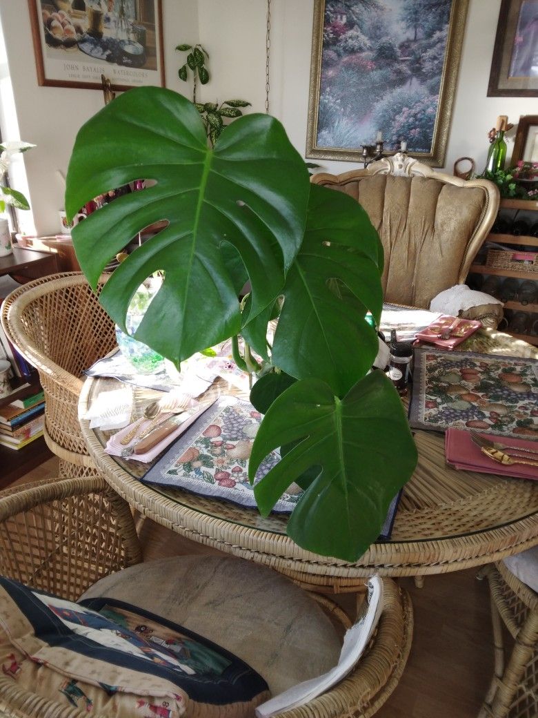 Monstera Deliciosa Plant In Pot $25 -Deltona, FL Pickup Only