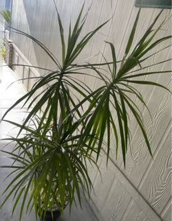 Planta natural grande $$30