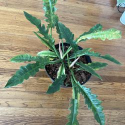 2 Philodendron Ring Of Fire Plant