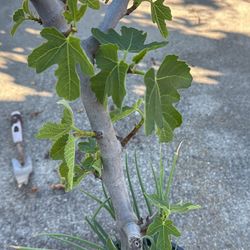 Brown Turkey Fig Tree 3’tall 